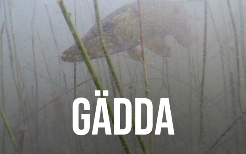 gadda-web