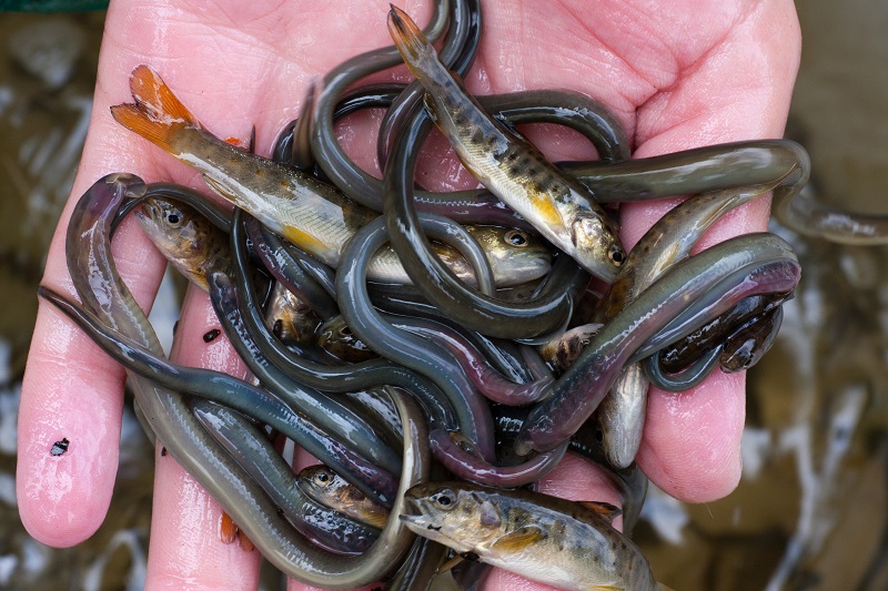 Sportfiskarna inventerar uråldrig fiskart i Lärjeån