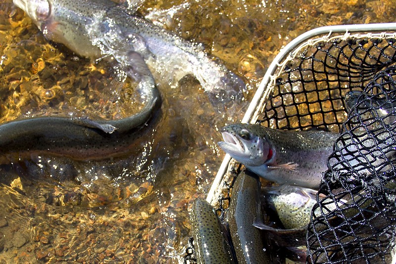 Regnbåge utsatt i flera Gula Kortetsjöar - fiska för 1 kr i april!