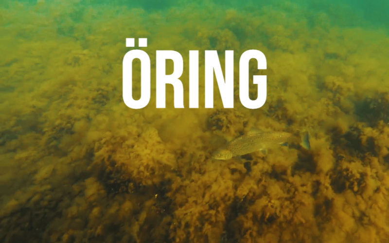 Öring-web