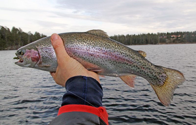 Premiär för båtfiske i Mellansjön