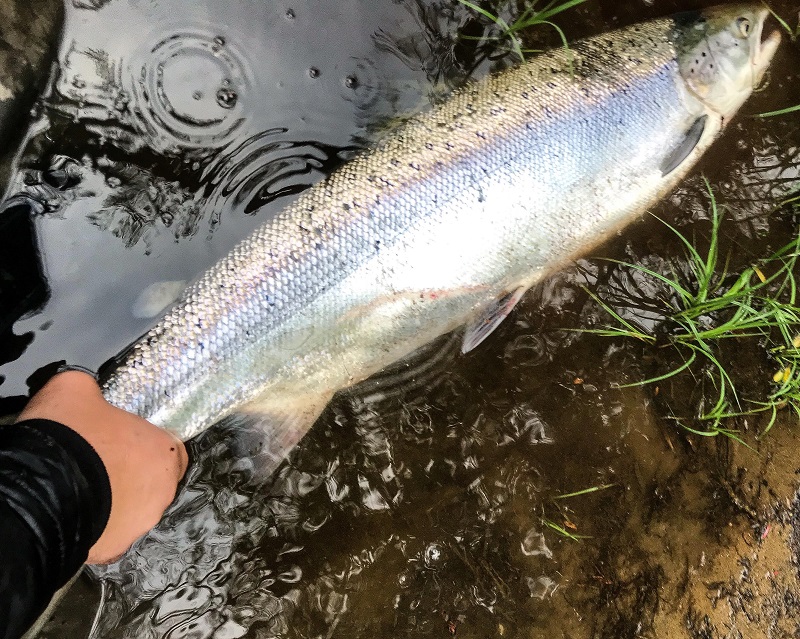 Årets första blanklax i Säveån!