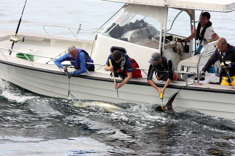 SLU söker fisketeam för tonfiskmärkning