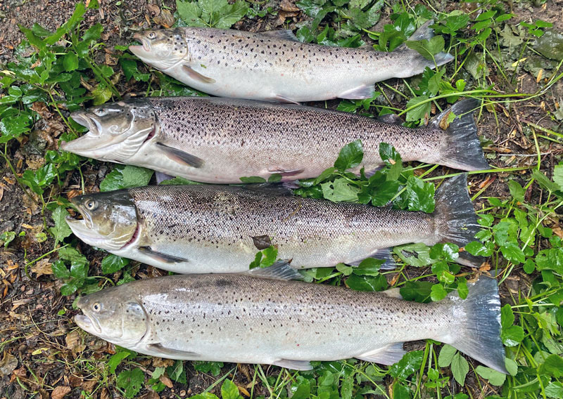 Omfattande fiskdöd i Råån efter utsläpp av dagvatten