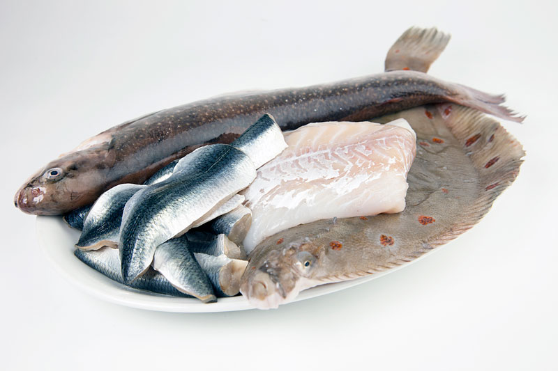 Jobbtips: WWF söker en sakkunnig i fiskefrågor