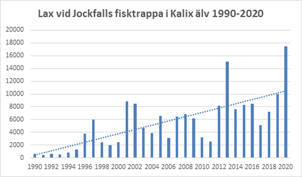 Rekordmånga laxar har passerat Jockfall i år