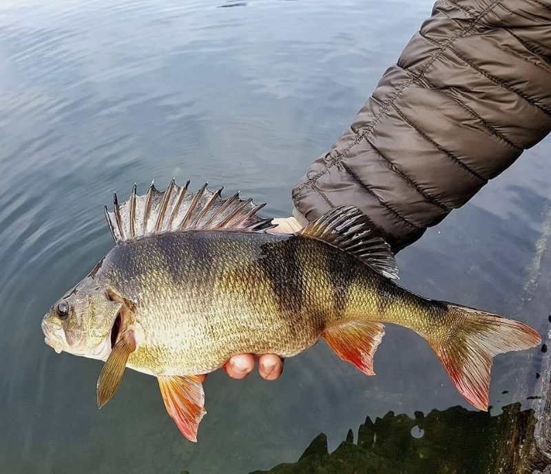 Streetfiske i Malmö kanal!