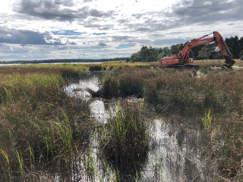 Fiskevård på Öland: lekområde åter tillgängligt vid Grankullavik