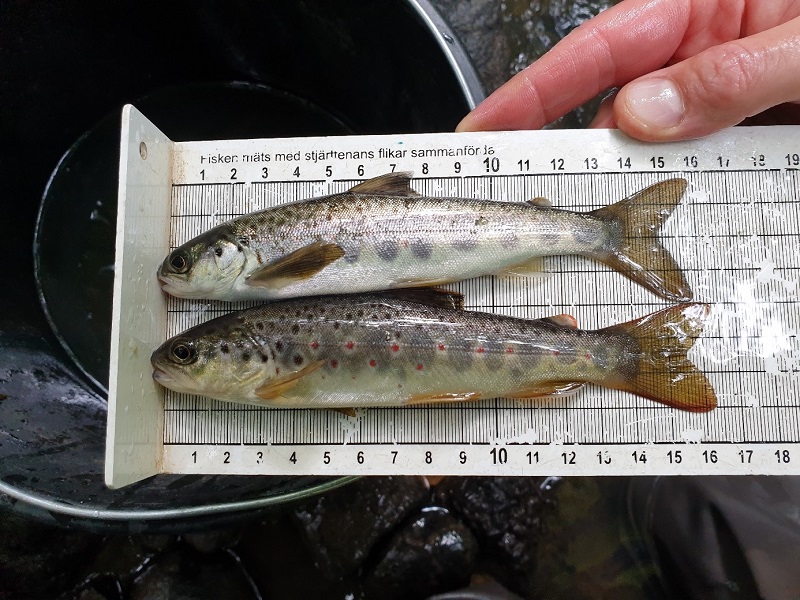 Fiskevård fungerar - mer lax och öring i Brattorpsån