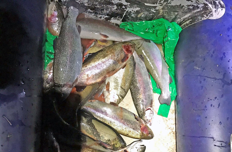 Seger för fisketillsynen: nättjuvfiskare ertappad i Gömmaren