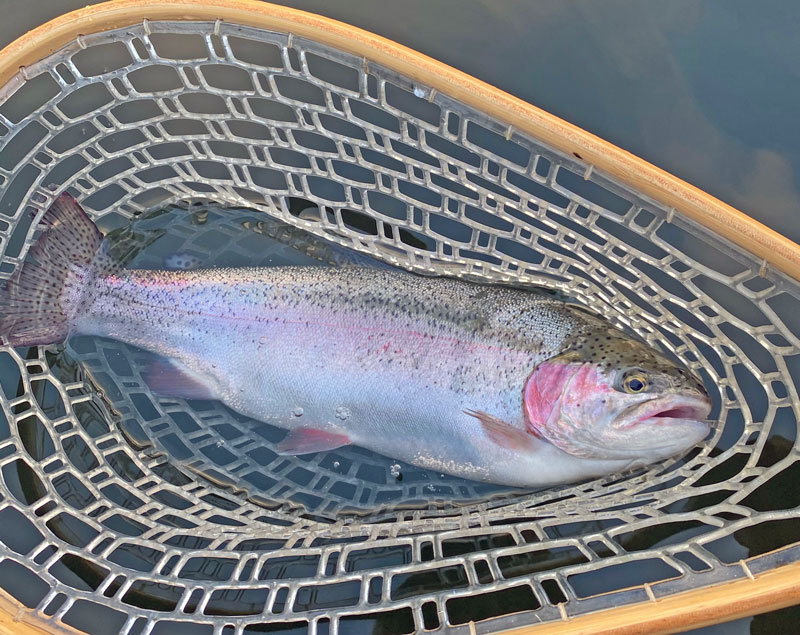 Mellansjön stängd för fiske på öppet vatten