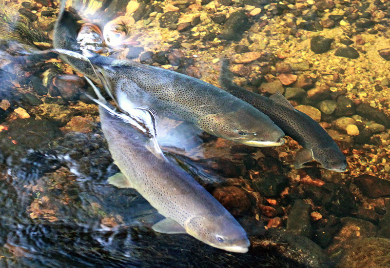 Rekordår för Piteälvens öring – tack vare nätfiskeregleringar