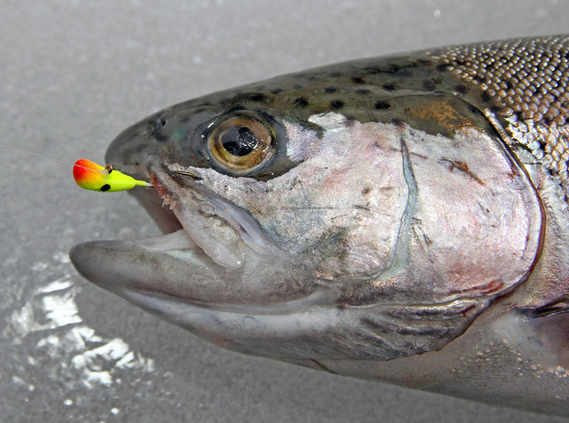 Mellansjön öppnar för isfiske från fredag 12 februari