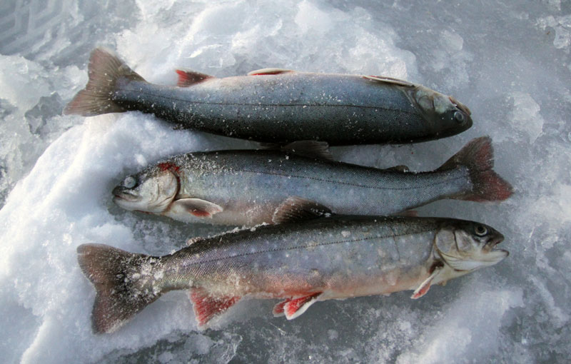 Märklig start på fisket på Mellansjön