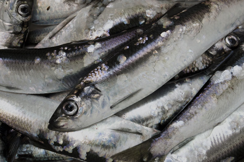 Välkommet besked från HaV om ökat skydd för strömming