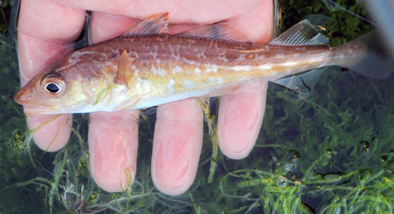 Sportfiskarna säger nej till förslag på minskad selektivitet i svenskt bottentrålfiske