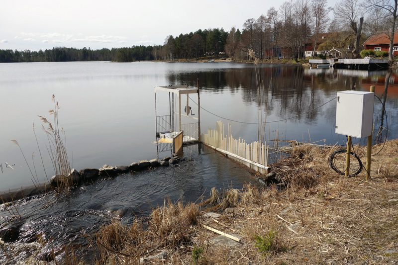 Följ fiskvandringen i Björkeån