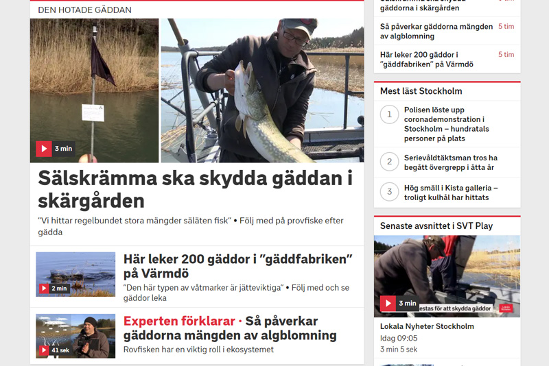 Stort fokus på gädda på SVT 