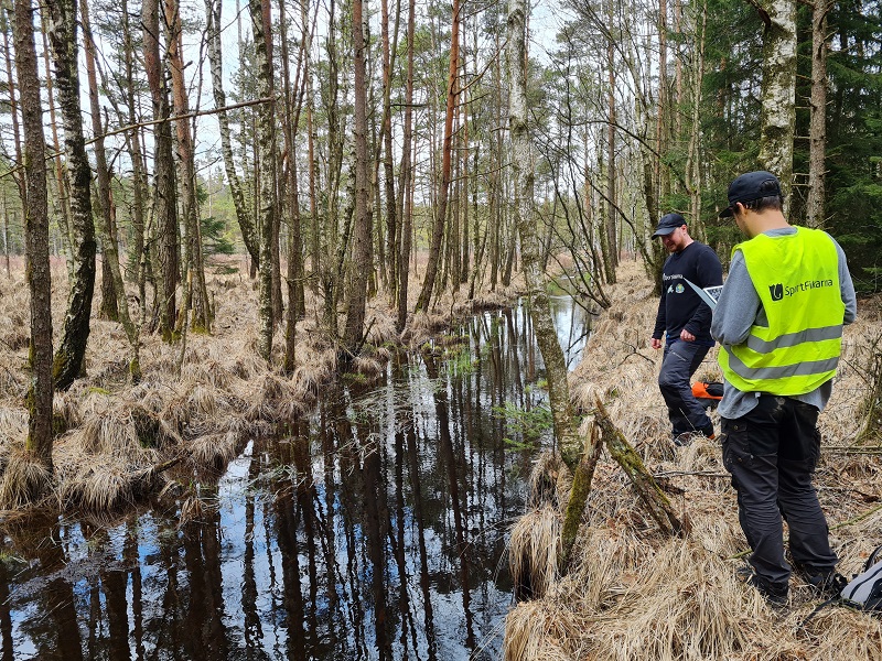 Sportfiskarna fiskevårdar för flodpärlmussla och öring i Lärjeåns vattensystem