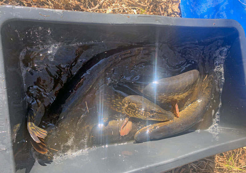 Provfisken i Kalmar och på Öland visar på stora behov