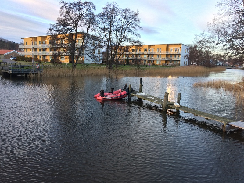 Nu införs skyddsjakt på enskilds initiativ för skarv