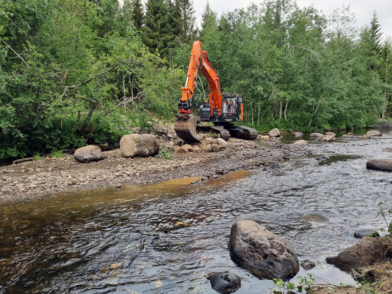 Både havsöring och miljö gynnas då Mjällån restaureras