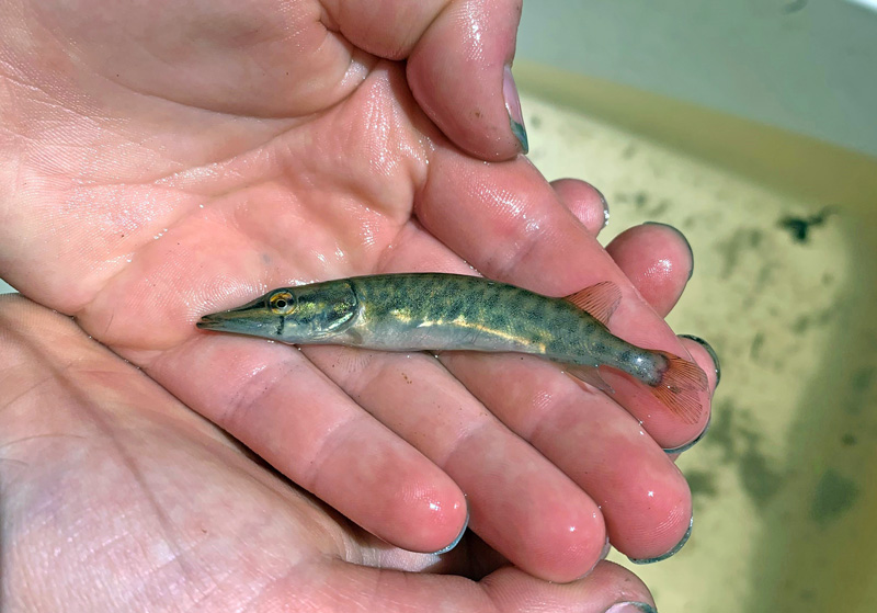 Fiskevård fungerar: första ynglen från ny gäddvåtmark