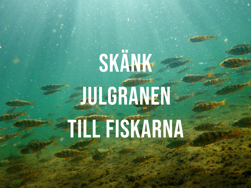 Skänk julgranen till fiskarna