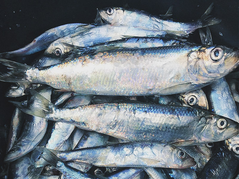 Strömmingskrisen i starkt fokus på nationell fiskekonferens