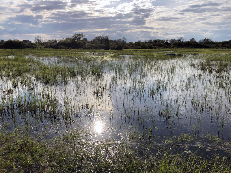 Nytt fiskevårdsprojekt på Öland