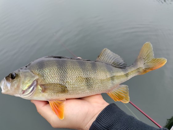 Höstlovsfiske i Malmö kanal!