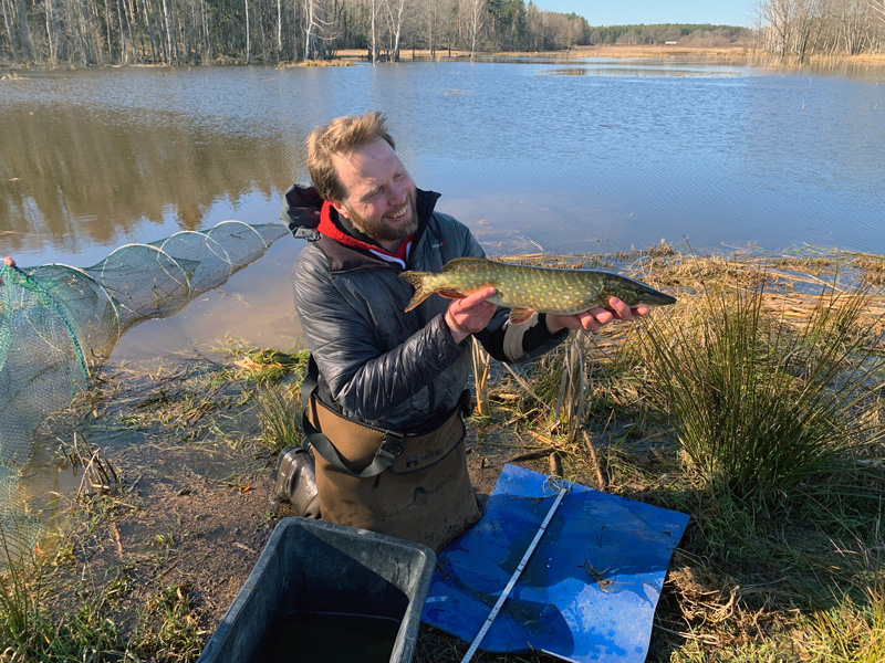 Nu är det vår i gäddfabrikerna