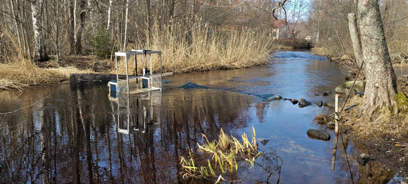 Fiskevård fungerar: full fart på fiskvandringen i Hamrångeån