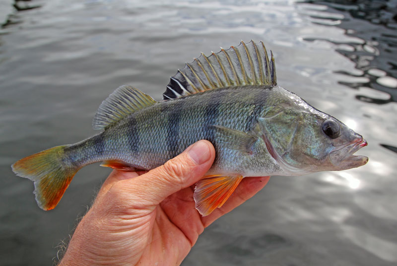 Restriktioner att äta fisk från flera insjöar i Stockholm