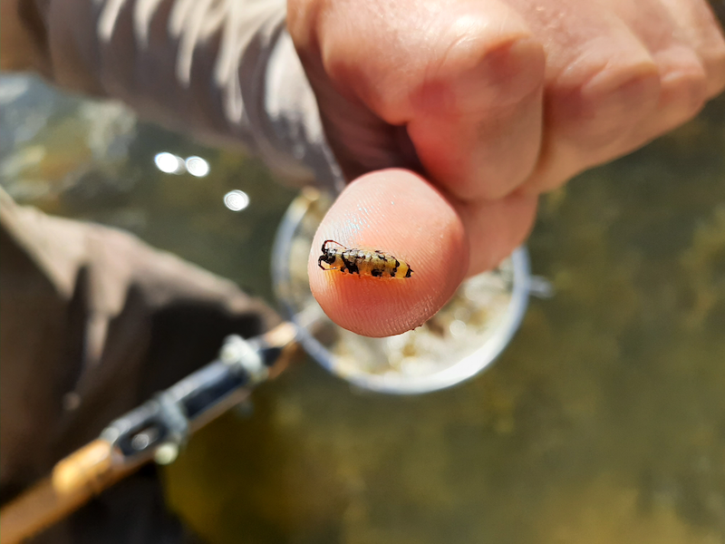 Välkomna till bioblitz - en artjakt i havet