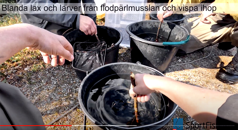 Sportfiskarna presenterar: Livsviktig laxröra för musslor