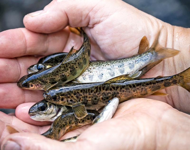 Sportfiskarna levererar mer fiskevård landet runt