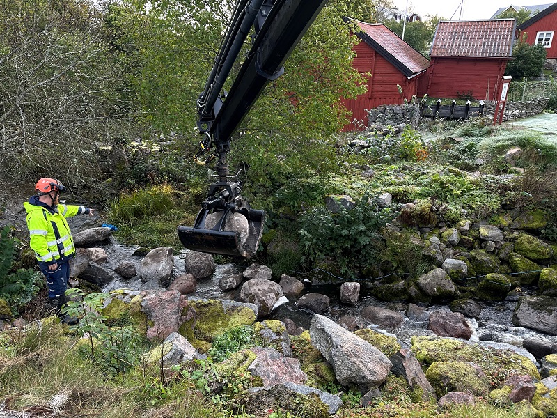 Nu simmar fisken fritt i Bergshamrån