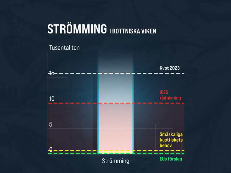 Strömmingens framtid avgörs nästa vecka