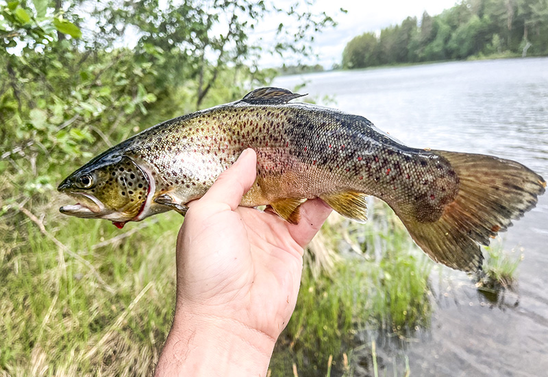 Edsforsen vill ha tillbaka vilda öringen – Sportfiskarna hjälper till