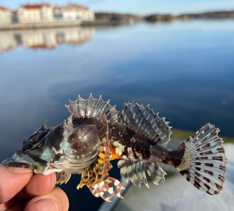 Stora förändringar i lovfiskets schema i Göteborg!