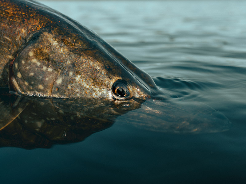 Fiskevård fungerar: nu återvänder gäddorna till Sjöängssältorna