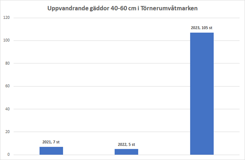 graf-tornerum-2023-8...