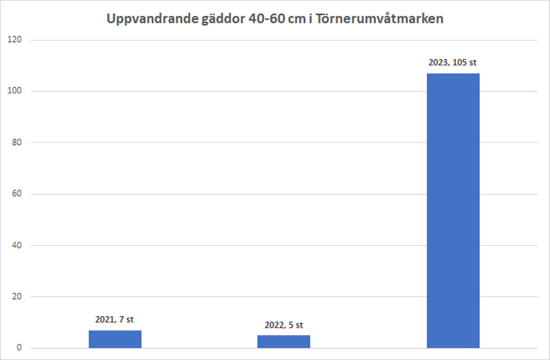 Provfiske visar på stärkt gäddbestånd