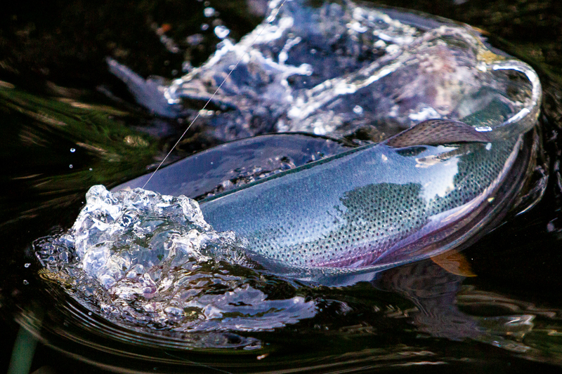 Uteblivna fiskutsättningar i Svartedalen