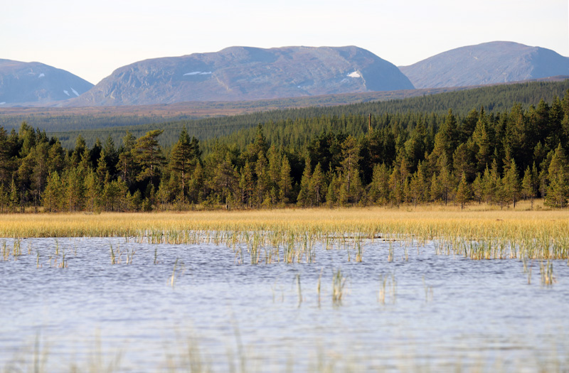 Länsstyrelserna fortsätter förvalta fjällfisket i Renmarkskommitténs delbetänkande