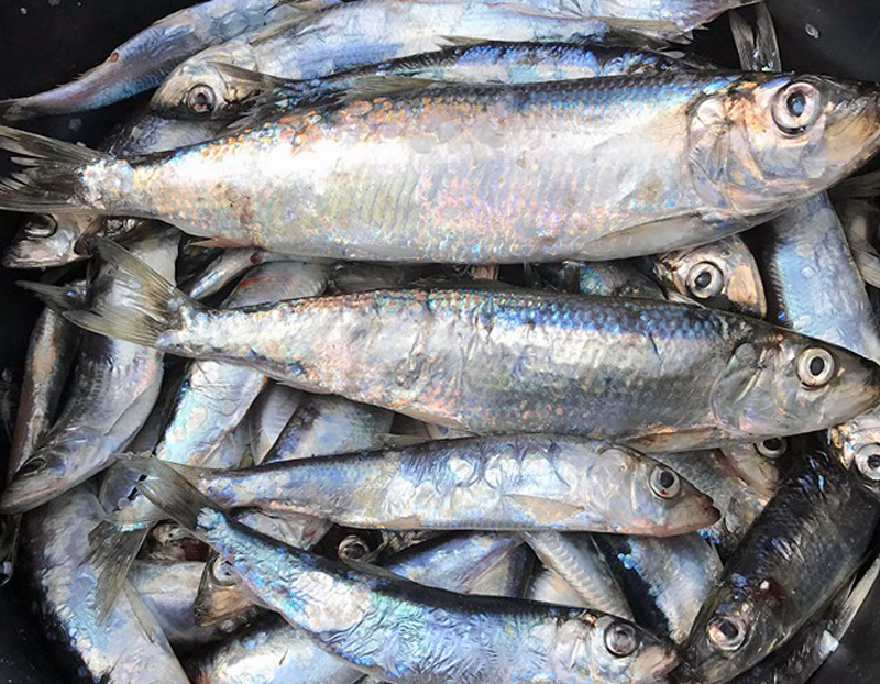 EU-kommissionen föreslår stopp för strömmingsfisket