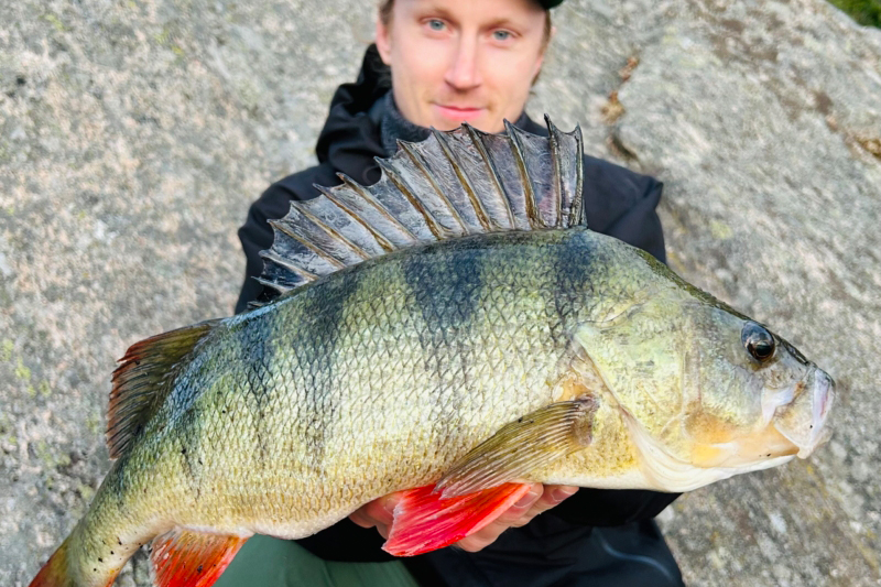 Storabborre blir Månadens fisk i andra omgången av Gula Ligan