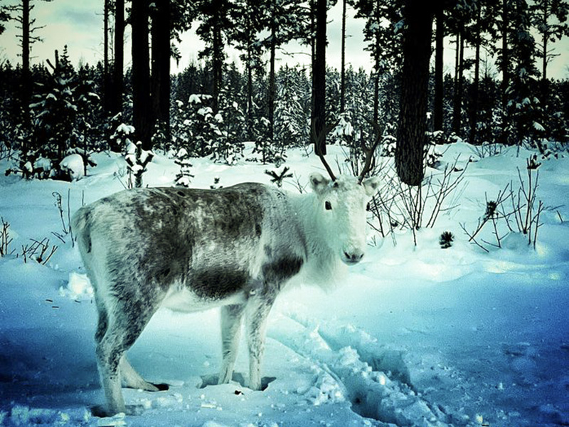 Girjas går ett steg längre – Sportfiskarna kommenterar beslutet att avlysa fiske