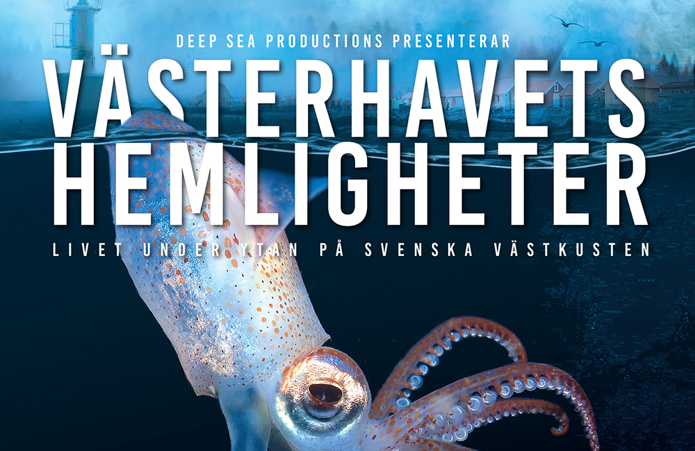 Film: följ med under ytan i Västerhavets hemligheter